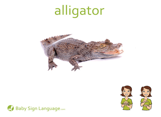 Alligator Baby Sign Language Flash card