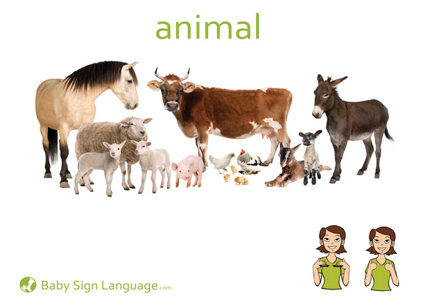 Animal Baby Sign Language Flash card