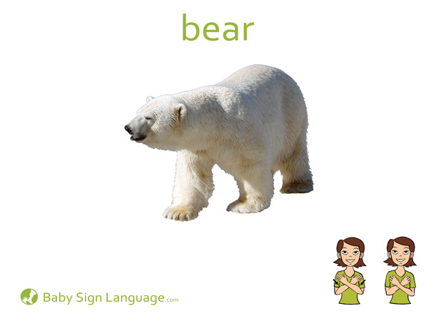 Bear Baby Sign Language Flash card