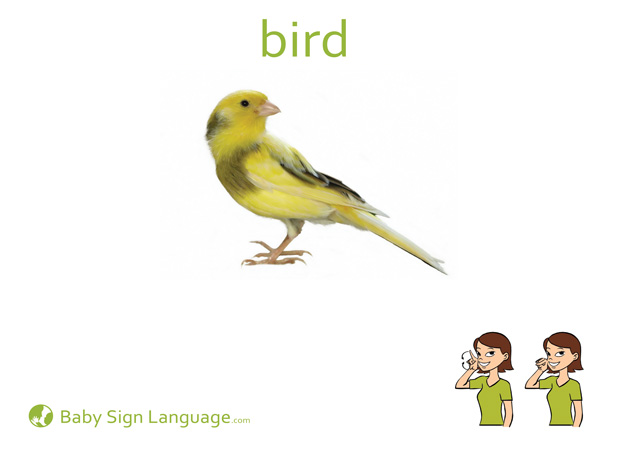 Bird Baby Sign Language Flash card