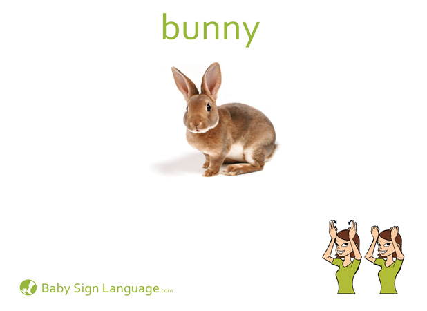 Rabbit Baby Sign Language Flash card