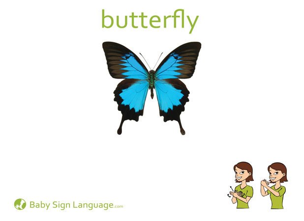 Butterfly Baby Sign Language Flash card