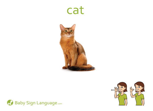 Cat Baby Sign Language Flash card