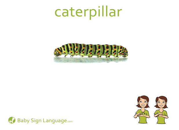 Caterpillar Baby Sign Language Flash card