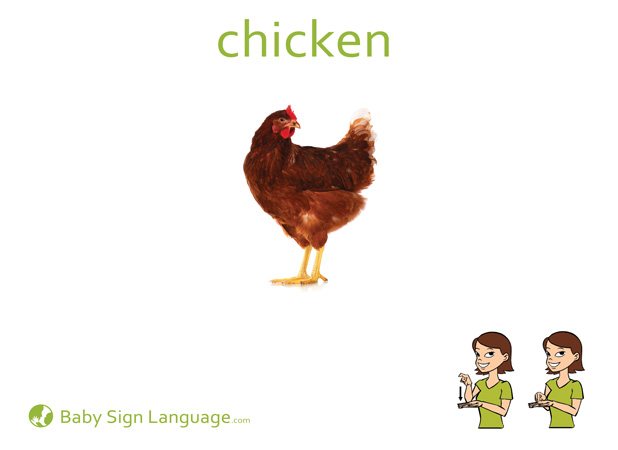 Chicken Baby Sign Language Flash card