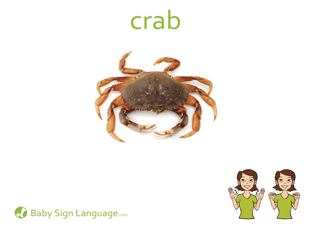 Crab Baby Sign Language Flash card