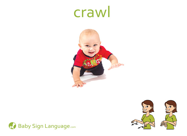 Crawl Baby Sign Language Flash card