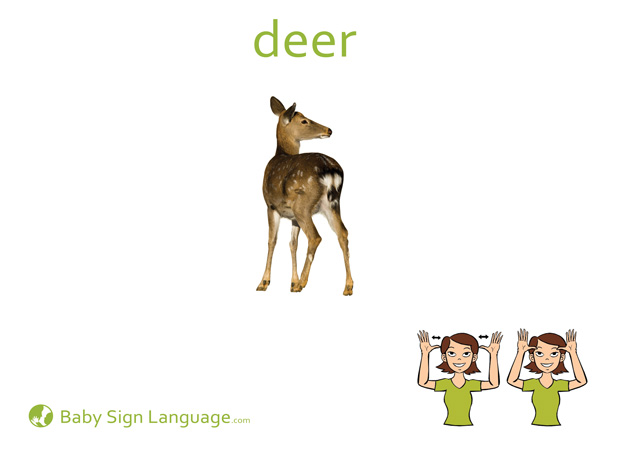 Deer Baby Sign Language Flash card