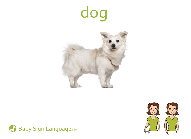 Dog Baby Sign Language Flash card