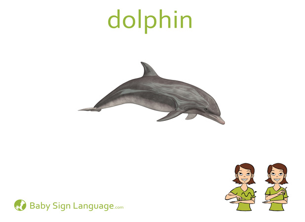 Dolphin Baby Sign Language Flash card