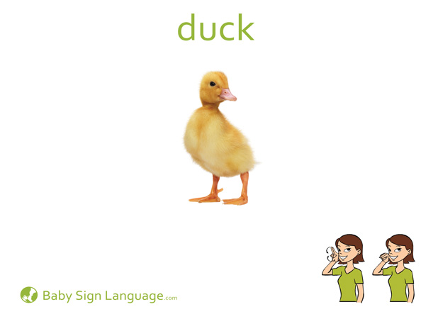 Duck Baby Sign Language Flash card