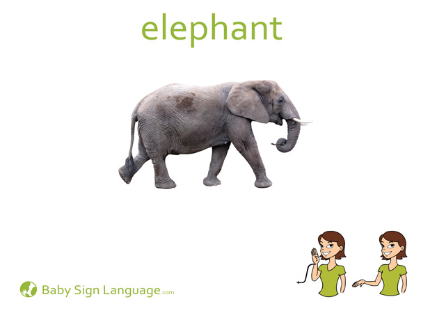 Elephant Baby Sign Language Flash card