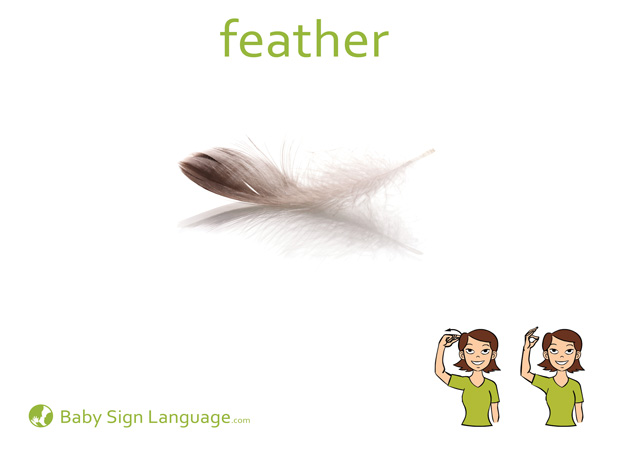 Feather Baby Sign Language Flash card