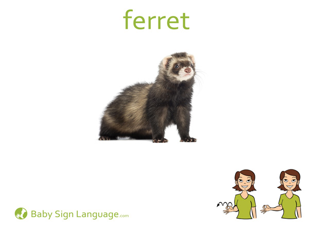 Ferret Baby Sign Language Flash card