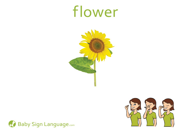 Flower Baby Sign Language Flash card