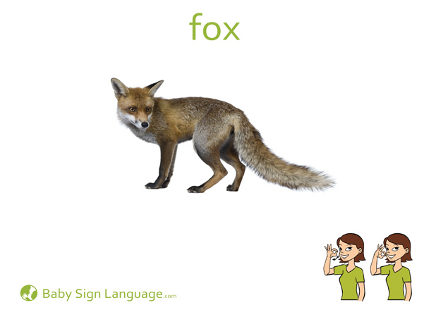 Fox Baby Sign Language Flash card