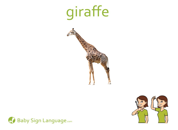Giraffe Baby Sign Language Flash card