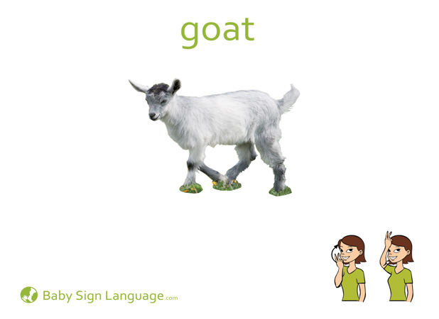 Goat Baby Sign Language Flash card