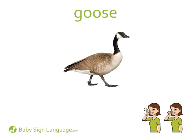 Goose Baby Sign Language Flash card