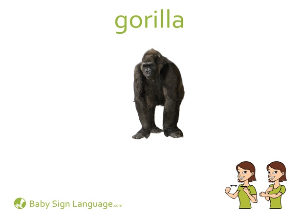 Gorilla Baby Sign Language Flash card