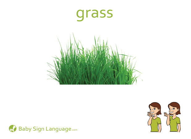 Grass Baby Sign Language Flash card
