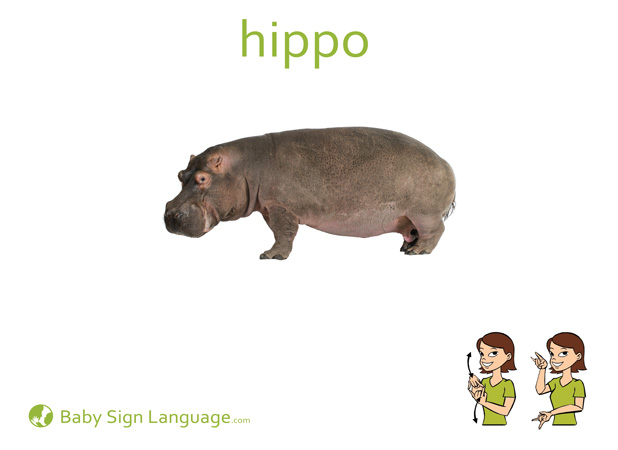 Hippo Baby Sign Language Flash card