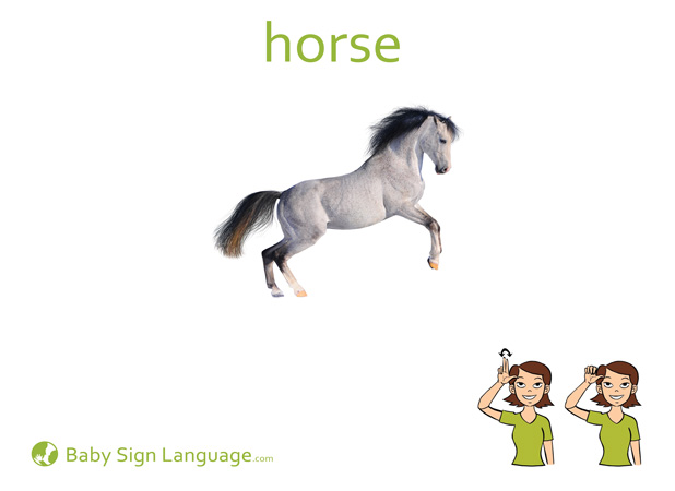 Horse Baby Sign Language Flash card