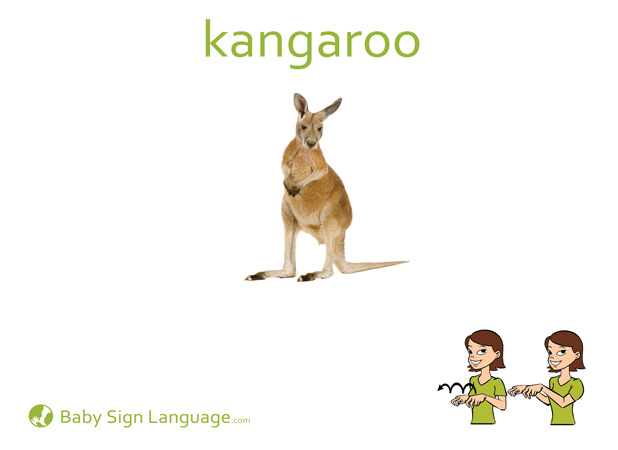 Kangaroo Baby Sign Language Flash card