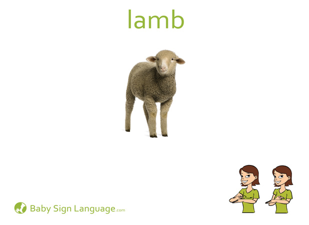 Lamb Baby Sign Language Flash card
