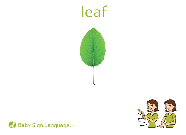 Leaf Baby Sign Language Flash card