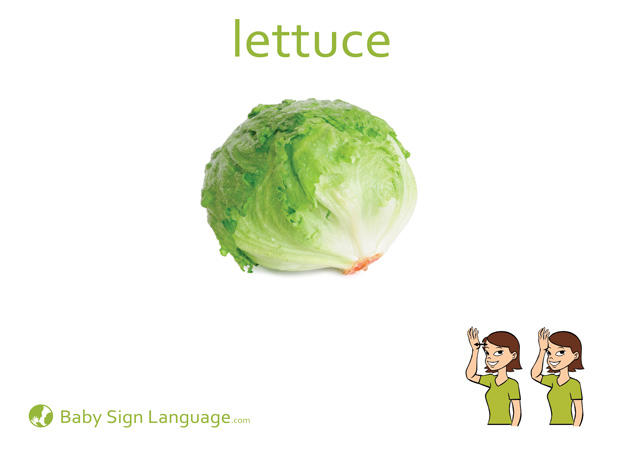 Lettuce Baby Sign Language Flash card
