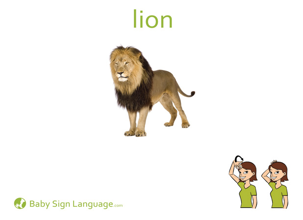 Lion Baby Sign Language Flash card
