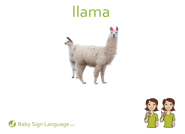 Llama Baby Sign Language Flash card