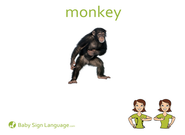 Monkey Baby Sign Language Flash card