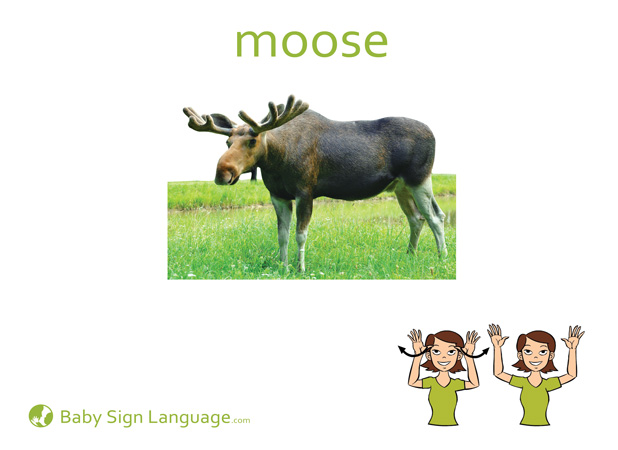 Moose Baby Sign Language Flash card