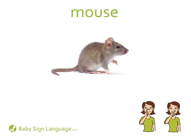 Mouse Baby Sign Language Flash card