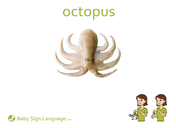 Octopus Baby Sign Language Flash card