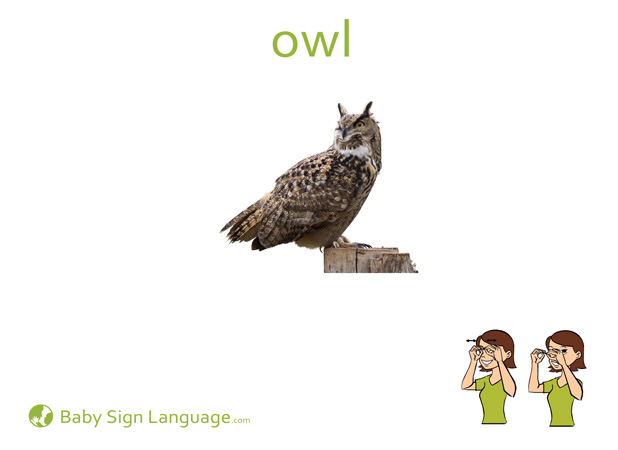 Owl Baby Sign Language Flash card