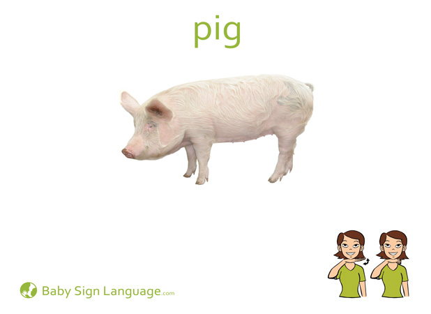 Pig Baby Sign Language Flash card