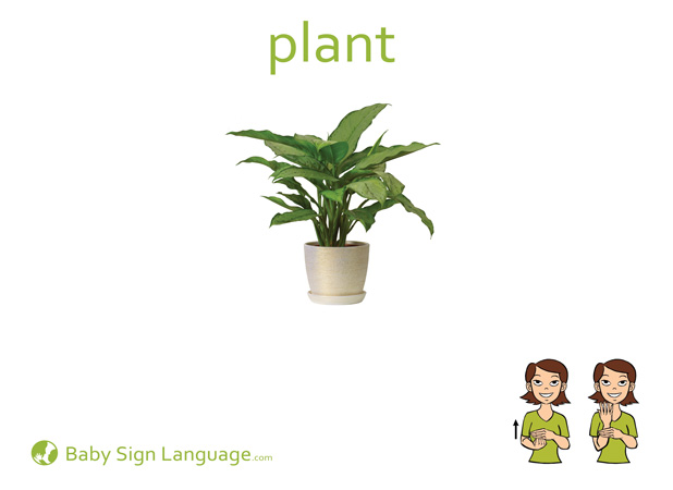 Plant Baby Sign Language Flash card