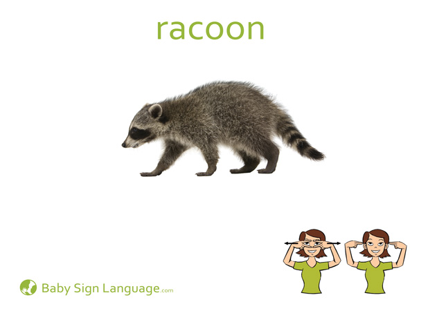 Racoon Baby Sign Language Flash card