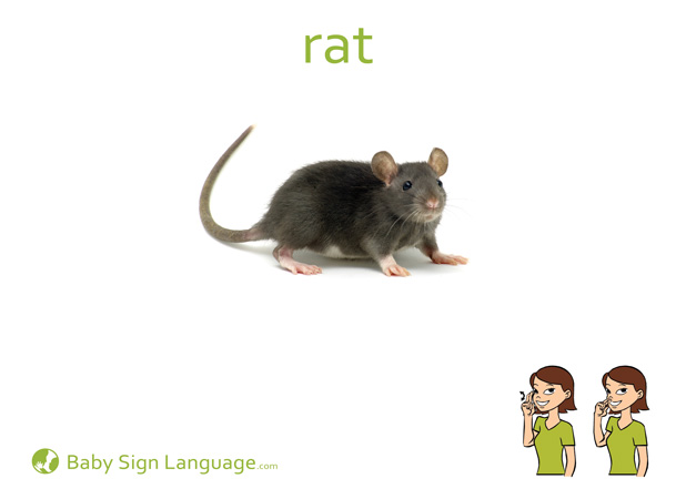 Rat Baby Sign Language Flash card