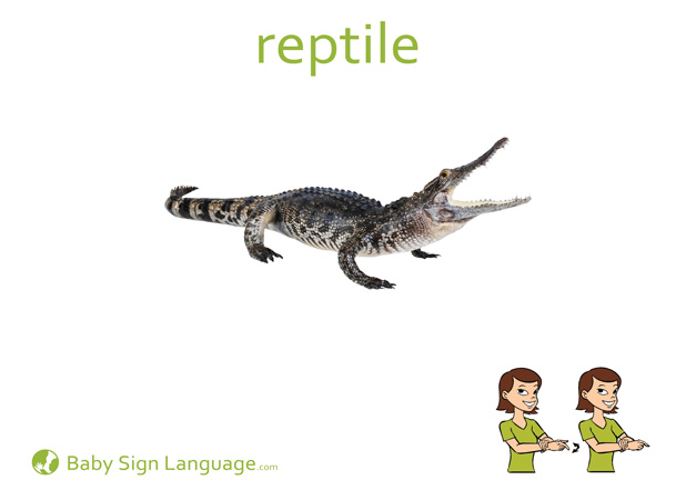 Reptile Baby Sign Language Flash card