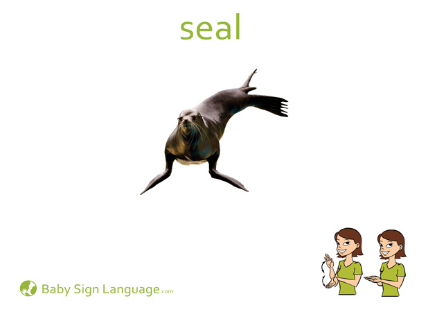 Seal Baby Sign Language Flash card