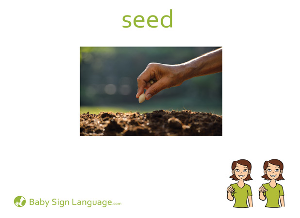 Seed Baby Sign Language Flash card
