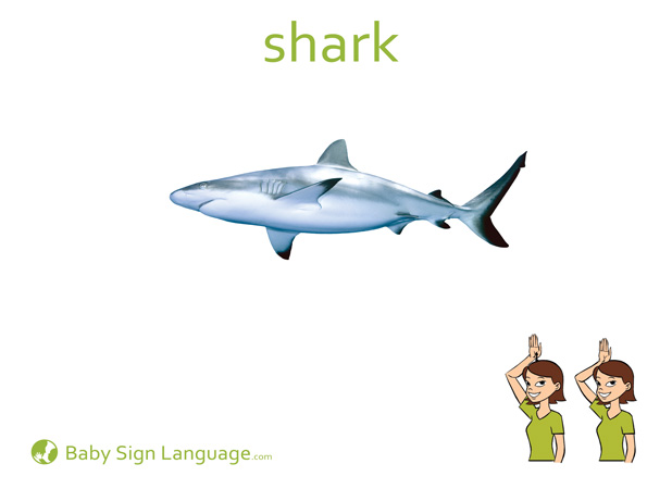 Shark Baby Sign Language Flash card