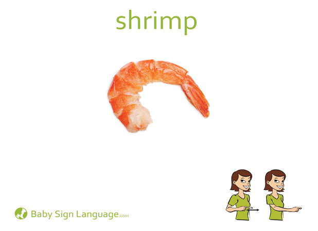 Shrimp Baby Sign Language Flash card