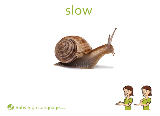 Slow Baby Sign Language Flash card
