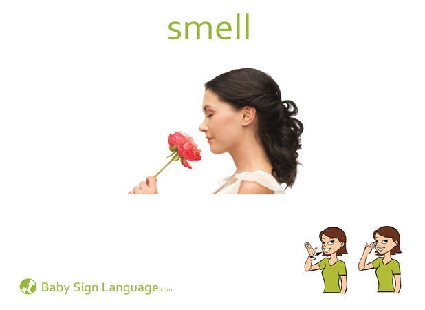 Smell Baby Sign Language Flash card