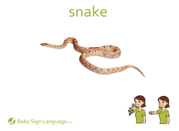 Snake Baby Sign Language Flash card